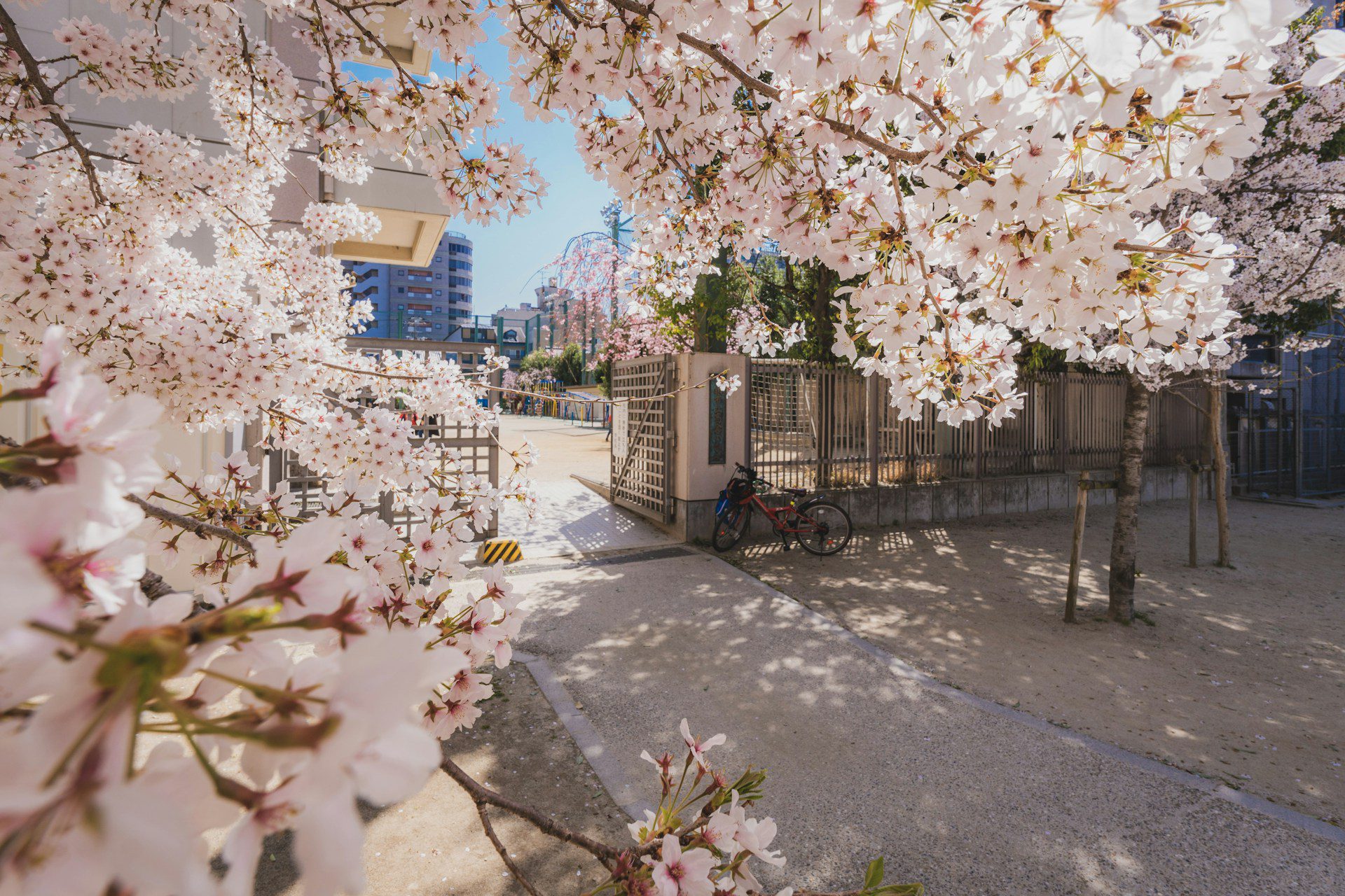 Sakura Code